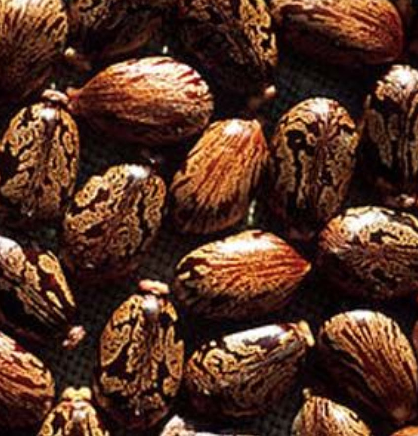 Haitian Black Castor Oil